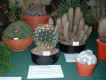 Cacti Show Wisley6 24Jun04.jpg (90420 bytes)