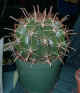 Cacti Show Wisley 24Jun04 ferocactus townsendianus.jpg (57006 bytes)