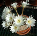 Echinopsis_subdenudata4_27May05.jpg (80645 bytes)